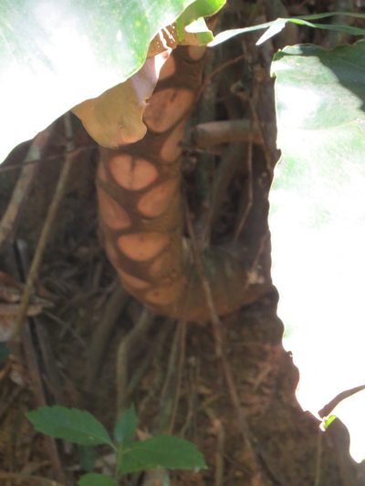 Philodendron speciosum, photographed by Victor Farjalla Pontes
