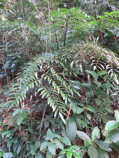 Cyathea corcovadensis, photographed by Victor Farjalla Pontes