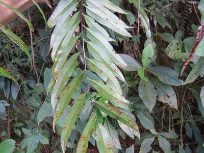 Cyathea corcovadensis, photographed by Victor Farjalla Pontes