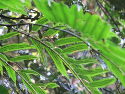 Cyathea corcovadensis, photographed by Victor Farjalla Pontes