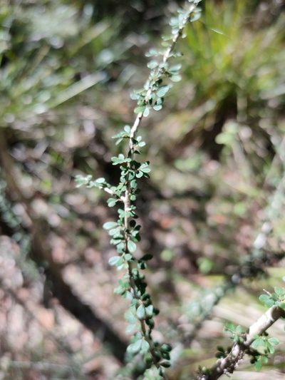 Phyllanthus microcladus, photographed by Tony van Kampen