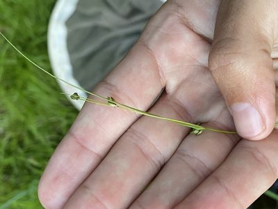 Carex trisperma, photographed by Henrique Pacheco