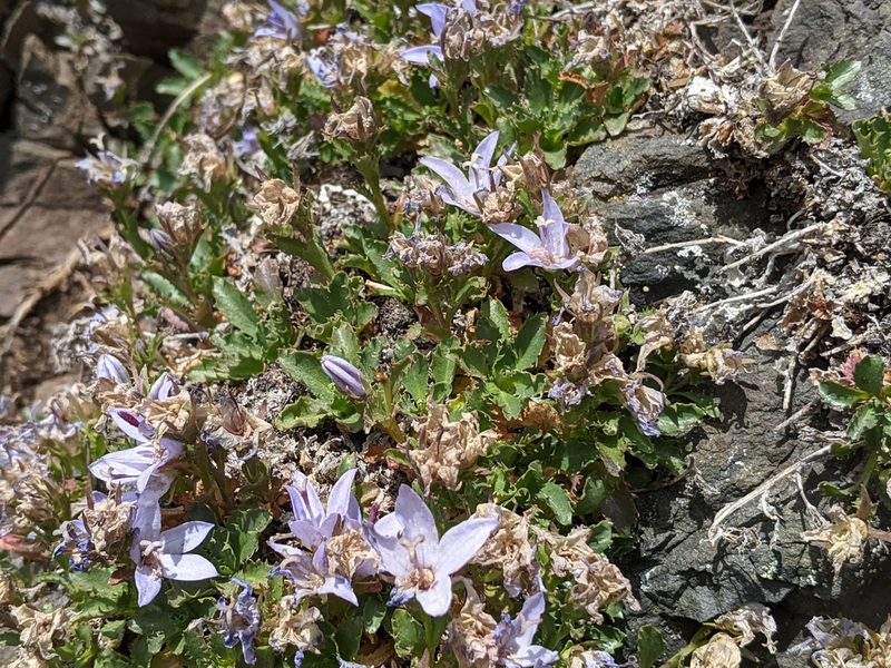 Campanula piperi, photographed by John A Haskins