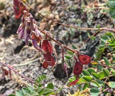 Hedysarum occidentale, photographed by John A Haskins