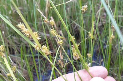Carex cryptolepis, photographed by Quinten Wiegersma