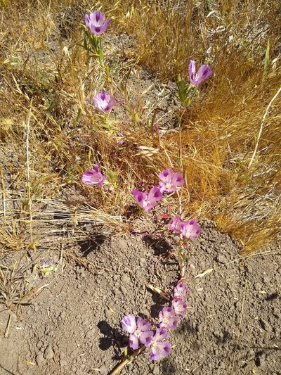 Clarkia williamsonii, photographed by Chris Quirin