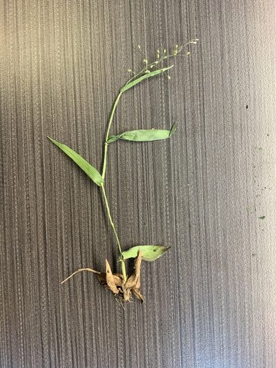 Dichanthelium sphaerocarpon, photographed by Summit Metro Parks