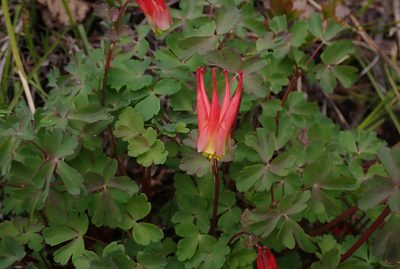 Aquilegia elegantula, photographed by Mike Duran