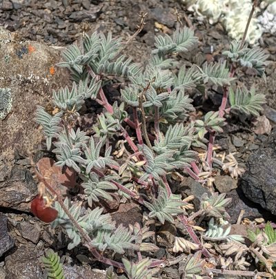 Astragalus cottonii, photographed by John A Haskins