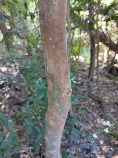 Backhousia subargentea, photographed by Tony van Kampen