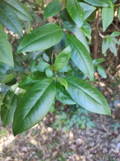 Backhousia subargentea, photographed by Tony van Kampen