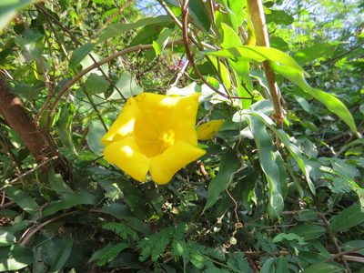 Allamanda cathartica, photographed by Victor Farjalla Pontes