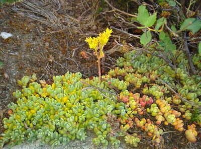 Sedum obtusatum, photographed by Chris Quirin