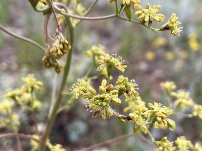 Eriogonum alatum, photographed by Reid Hardin
