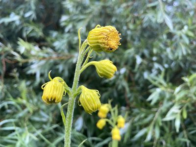 Senecio bigelovii, photographed by Reid Hardin