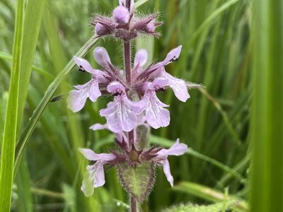 Stachys pilosa, photographed by Reid Hardin