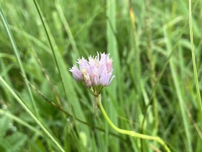 Allium geyeri