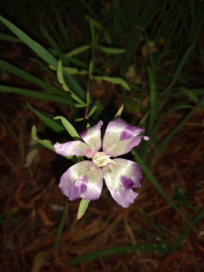 Clarkia williamsonii, photographed by Chris Quirin