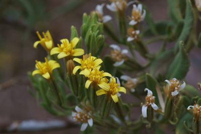 Trixis cacalioides, photographed by Jorge Herreros de Lartundo