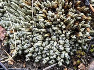 Pseudolycopodium densum, photographed by Reid Hardin