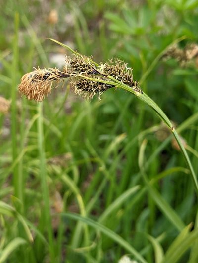 Carex spectabilis, photographed by John A Haskins