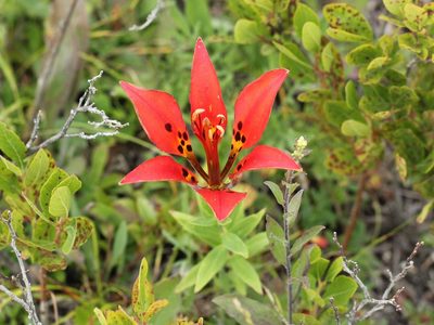 Lilium philadelphicum, photographed by jrcagle