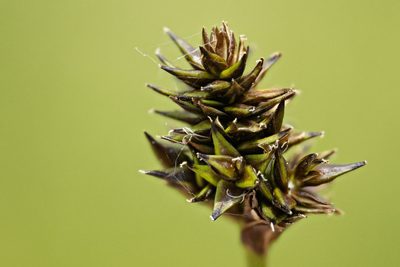 Carex illota, photographed by Cecelia Alexander
