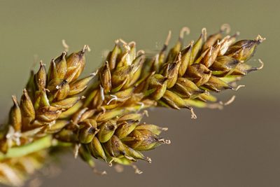 Carex canescens, photographed by Cecelia Alexander