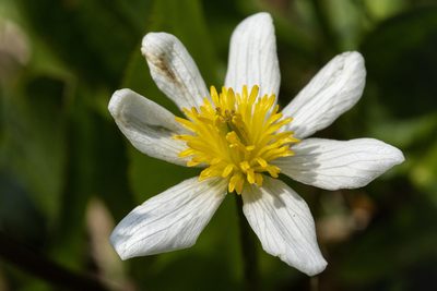Caltha chionophila, photographed by Cecelia Alexander