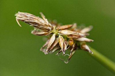 Carex nigricans, photographed by Cecelia Alexander