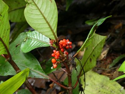 Notopleura uliginosa, photographed by Guillaume Delaitre