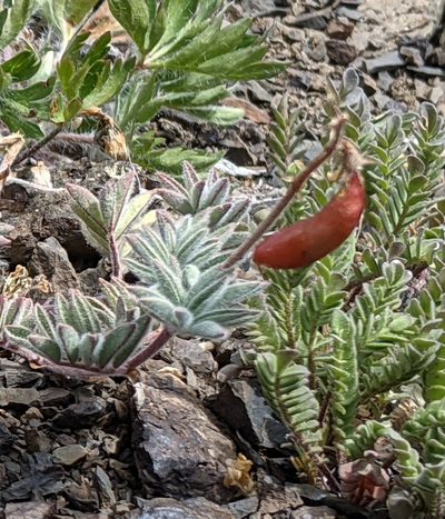 Astragalus cottonii, photographed by John A Haskins