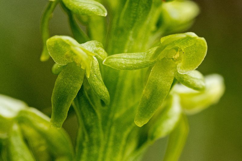 Platanthera purpurascens, photographed by Cecelia Alexander