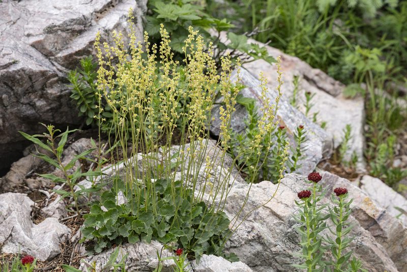 Heuchera parvifolia, photographed by Cecelia Alexander