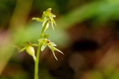 Neottia cordata, photographed by Cecelia Alexander