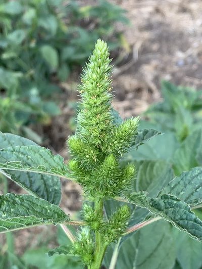 Amaranthus powellii, photographed by Tom Erler