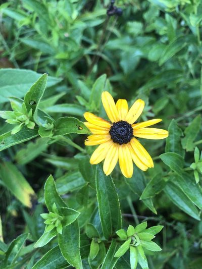 Rudbeckia terranigrae, photographed by John Kees