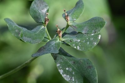 Euphorbia pilosa, photographed by Марина Садыкова