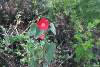 Hibiscus martianus, photographed by Francisco Martínez González