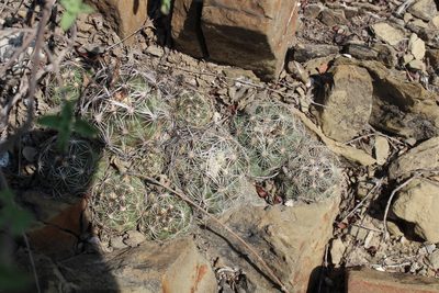 Coryphantha nickelsiae, photographed by Francisco Martínez González