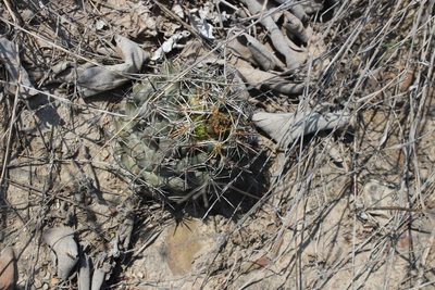 Coryphantha salinensis, photographed by Francisco Martínez González