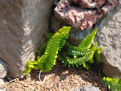 Polystichum scopulinum, photographed by Drew Meyer