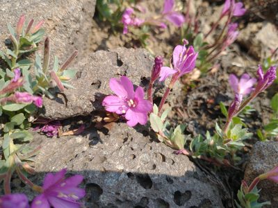 Epilobium obcordatum, photographed by Drew Meyer