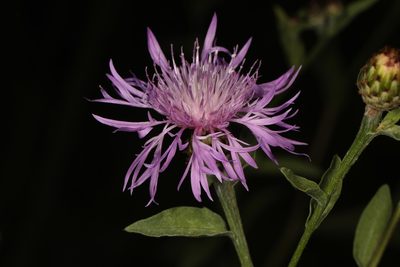 Centaurea nigrescens, photographed by Judy Gallagher
