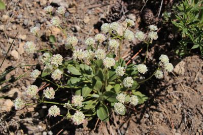 Eriogonum pyrolifolium, photographed by Paul McClellan