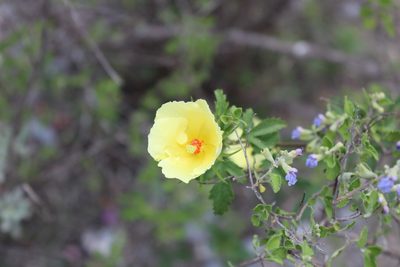 Hibiscus coulteri, photographed by Francisco Martínez González
