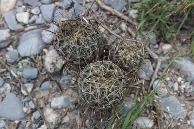 Sclerocactus scheeri, photographed by Francisco Martínez González