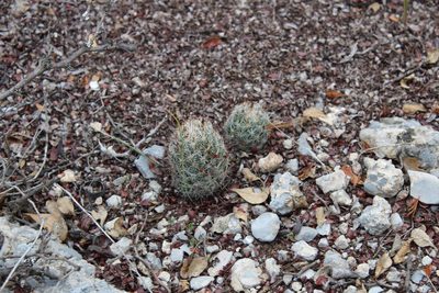 Pelecyphora emskoetteriana, photographed by Francisco Martínez González