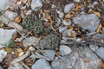 Coryphantha nickelsiae, photographed by Francisco Martínez González