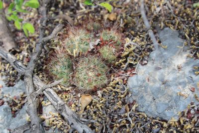 Pelecyphora emskoetteriana, photographed by Francisco Martínez González